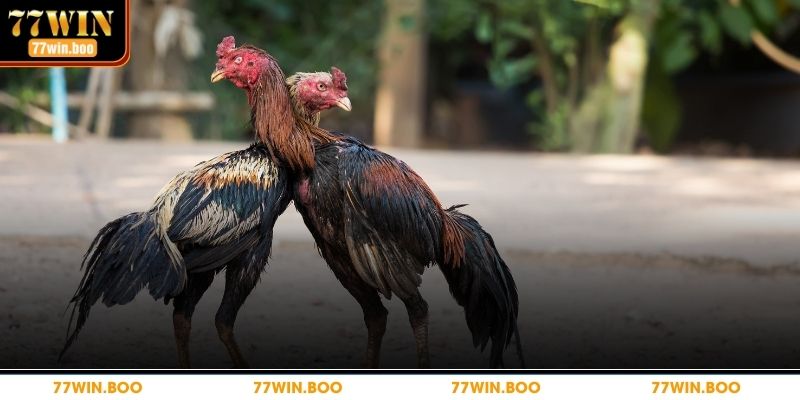 Các thuật ngữ bạn cần biết khi chơi 