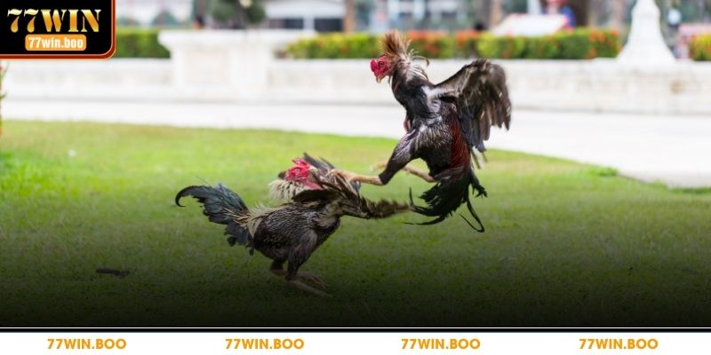 Cơ bản về luật chơi đá gà 